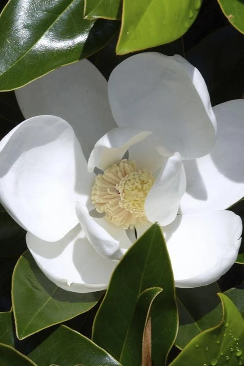 Claudia Wannamaker Southern Magnolia - 3 Gallon Pot 1 Claudia Wannamaker Southern Magnolia - 3 Gallon Pot