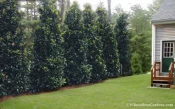 Claudia Wannamaker Southern Magnolia - 3 Gallon Pot 10 Claudia Wannamaker Southern Magnolia - 3 Gallon Pot -Herbers Zone Magnolia Claudia Wannamaker 2 2