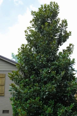 Claudia Wannamaker Southern Magnolia - 7 Gallon Pot (5-6') -Herbers Zone Magnolia Claudia Wannamaker 4