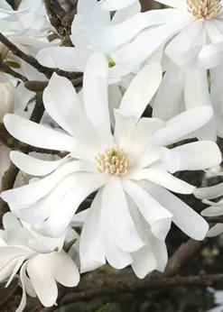 Royal Star Magnolia - 1 Gallon Pot -Herbers Zone Magnolia Royal Star 10 2