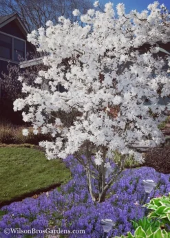 Royal Star Magnolia - 3 Gallon Pot -Herbers Zone Magnolia Royal Star 12 1