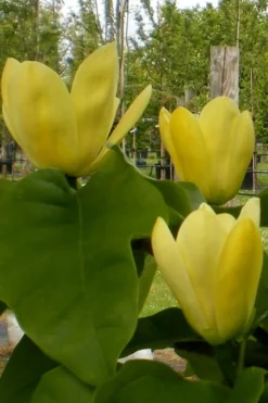 Yellow Bird Magnolia Tulip Tree - 1 Gallon Pot -Herbers Zone Magnolia Yellow Bird 10