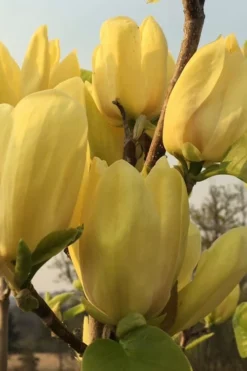 Yellow Bird Magnolia Tulip Tree - 1 Gallon Pot -Herbers Zone Magnolia Yellow Bird 14