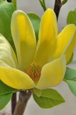 Yellow Bird Magnolia Tulip Tree - 1 Gallon Pot -Herbers Zone Magnolia Yellow Bird 16 1