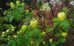 Yellow Bird Magnolia Tulip Tree - 1 Gallon Pot -Herbers Zone Magnolia Yellow Bird 18 1