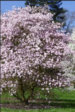 Centennial Blush Star Magnolia - 3 Gallon Pot 9 Centennial Blush Star Magnolia - 3 Gallon Pot -Herbers Zone Magnolia stellata centennial blush 2
