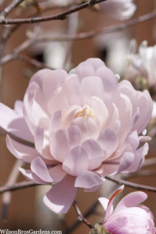 Centennial Blush Star Magnolia - 3 Gallon Pot 6 Centennial Blush Star Magnolia - 3 Gallon Pot - Image 6