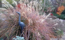 Adagio Dwarf Maiden Grass (Miscanthus Sinensis) - 6-Pack Of 1 Gallon Pots -Herbers Zone Miscanthus Adagio Fall Foliage Color