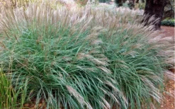 Little Kitten Dwarf Maiden Grass - Miscanthus Sinensis - 1 Gallon Pot -Herbers Zone Miscanthus Little Kittens 10 2