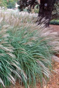 Little Kitten Dwarf Maiden Grass - Miscanthus Sinensis - 3 Gallon Pot -Herbers Zone Miscanthus Little Kittens 11 1