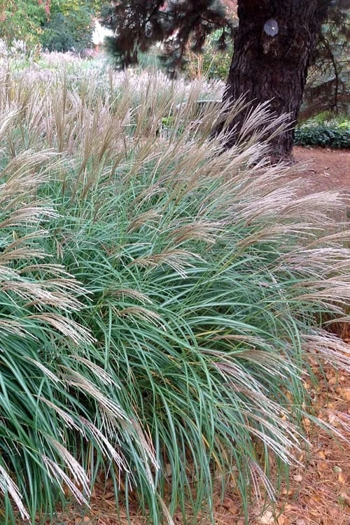 Little Kitten Dwarf Maiden Grass - Miscanthus Sinensis - 2 Gallon Pot 7 Little Kitten Dwarf Maiden Grass - Miscanthus Sinensis - 2 Gallon Pot - Image 7