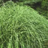 Little Zebra Grass - Miscanthus - 6 Pack Of 1 Gallon Pots