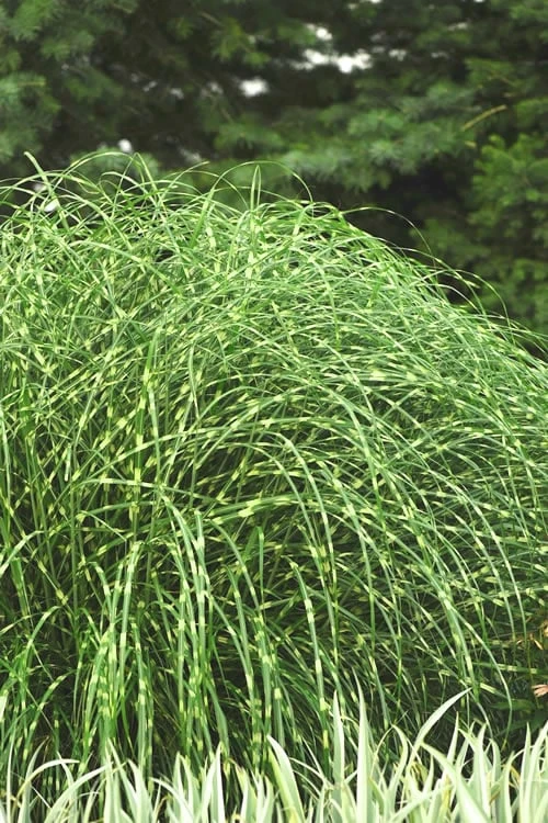 Little Zebra Grass - Miscanthus - 6 Pack Of 1 Gallon Pots 1 Little Zebra Grass - Miscanthus - 6 Pack Of 1 Gallon Pots