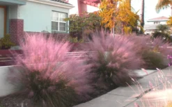 Pink Muhly Grass (Cotton Candy Grass) - 5 Pack Of Quart Pots -Herbers Zone Muhly Grass Pink 112