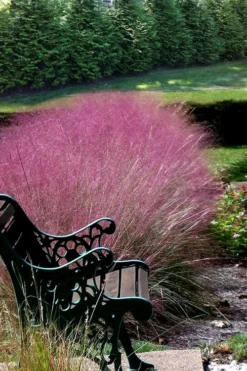 Pink Muhly Grass (Cotton Candy Grass) - 5 Pack Of Quart Pots -Herbers Zone Muhly Grass Pink 200 1