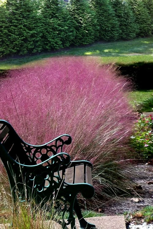 Pink Muhly Grass (Cotton Candy Grass) - 32 Pack Of 1 Gallon Pots 8 Pink Muhly Grass (Cotton Candy Grass) - 32 Pack Of 1 Gallon Pots - Image 8
