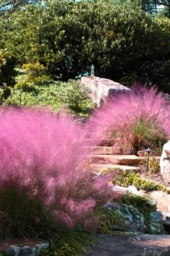 Pink Muhly Grass (Cotton Candy Grass) - 32 Pack Of 1 Gallon Pots 14 Pink Muhly Grass (Cotton Candy Grass) - 32 Pack Of 1 Gallon Pots -Herbers Zone Muhly Grass Pink 202