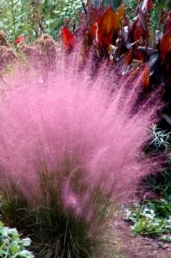 Pink Muhly Grass (Cotton Candy Grass) - 5 Pack Of Quart Pots -Herbers Zone Muhly Grass Pink 204 1