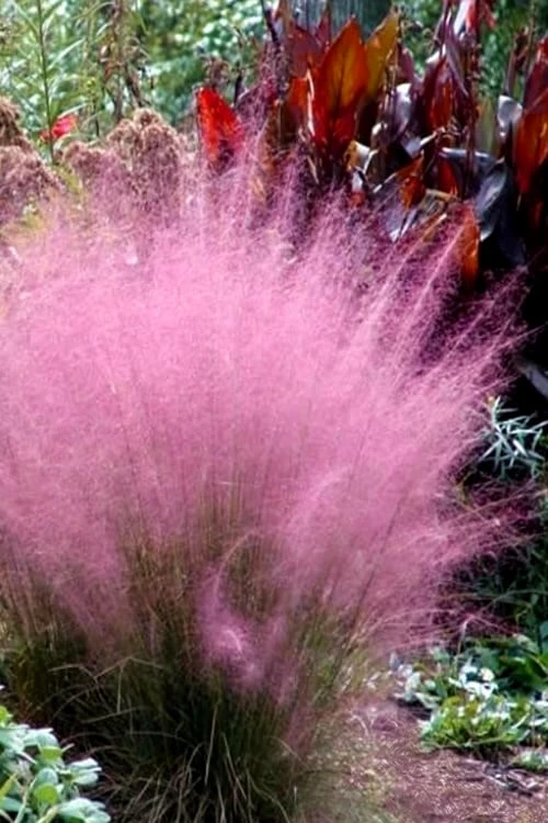 Pink Muhly Grass (Cotton Candy Grass) - 32 Pack Of 1 Gallon Pots 7 Pink Muhly Grass (Cotton Candy Grass) - 32 Pack Of 1 Gallon Pots - Image 7