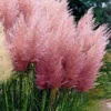 Pink Pampas Grass - 3 Gallon Pot