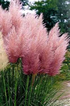 Pink Pampas Grass - 3 Gallon Pot