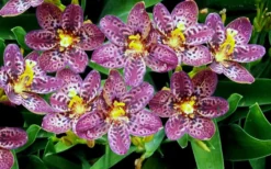 Lollipop Candy Lily - X Pardancanda - 1 Gallon Pot 14 Lollipop Candy Lily - X Pardancanda - 1 Gallon Pot -Herbers Zone Pardancanda Cany Lily Lollipop 2