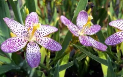 Lollipop Candy Lily - X Pardancanda - 1 Gallon Pot 16 Lollipop Candy Lily - X Pardancanda - 1 Gallon Pot -Herbers Zone Pardancanda Cany Lily Lollipop 5