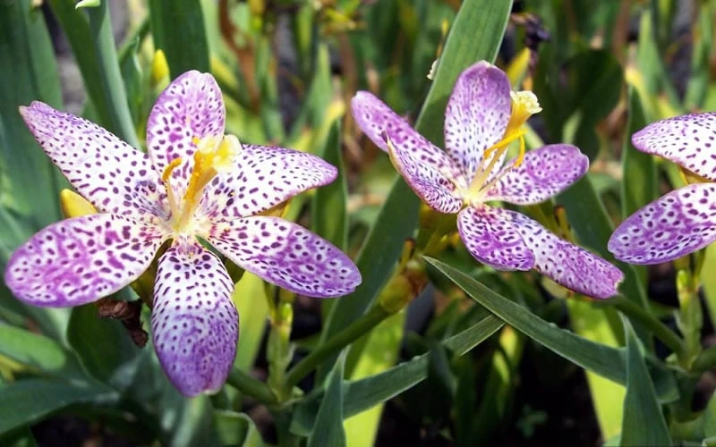 Lollipop Candy Lily - X Pardancanda - 1 Gallon Pot 7 Lollipop Candy Lily - X Pardancanda - 1 Gallon Pot - Image 7