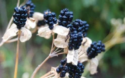 Lollipop Candy Lily - X Pardancanda - 1 Gallon Pot 17 Lollipop Candy Lily - X Pardancanda - 1 Gallon Pot -Herbers Zone Pardancanda Cany Lily Lollipop 8