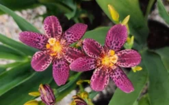 Lollipop Candy Lily - X Pardancanda - 1 Gallon Pot 13 Lollipop Candy Lily - X Pardancanda - 1 Gallon Pot -Herbers Zone Pardancanda Lollipop 11