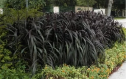 Princess Caroline Purple Fountain Grass (Pennisetum) - 6 Pack Of 1 Gallon Pots -Herbers Zone Pennisetum Princess Caroline 5