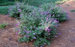 Lo & Behold Blue Chip Dwarf Butterfly Bush - 1 Gallon Pot 16 Lo & Behold Blue Chip Dwarf Butterfly Bush - 1 Gallon Pot -Herbers Zone Picture Butterfly Bush Lo And Behold Blue Chip 2