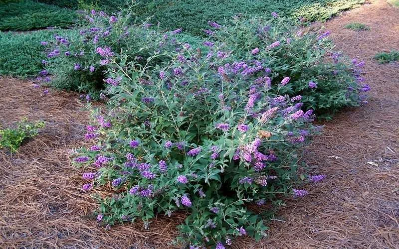 Lo & Behold Blue Chip Dwarf Butterfly Bush - 1 Gallon Pot 8 Lo & Behold Blue Chip Dwarf Butterfly Bush - 1 Gallon Pot - Image 8