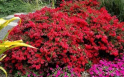 Cherry Dazzle Dwarf Crape Myrtle - 1 Gallon Pot -Herbers Zone Picture Crape Myrtle Cherry Dazzle 5