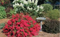 Cherry Dazzle Dwarf Crape Myrtle - 3 Gallon Pot -Herbers Zone Picture Crape Myrtle Cherry Dazzle Dwarf 2 1