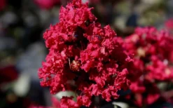 Double Feature Red Crape Myrtle - 3 Gallon Pot -Herbers Zone Picture Crape Myrtle Double Feature 2