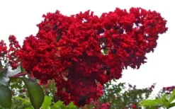 Dynamite Red Crape Myrtle - 7 Gallon Pot (3-4') -Herbers Zone Picture Crape Myrtle Dynamite 1 3