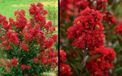 Enduring Summer Red Crape Myrtle - 5 Gallon Pot -Herbers Zone Picture Crape Myrtle Enduring Summer Red 1 1