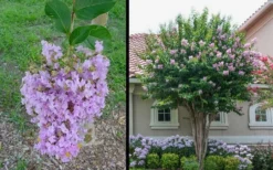 Muskogee Lavender Crape Myrtle - 6 Pack Of 1 Gallon Pots -Herbers Zone Picture Crape Myrtle Muskogee 1 1