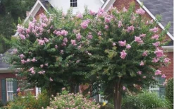Muskogee Lavender Crape Myrtle - 6 Pack Of 1 Gallon Pots -Herbers Zone Picture Crape Myrtle Muskogee Lavender 2 1