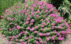 Pocomoke Dwarf Crape Myrtle - 1 Gallon Pot -Herbers Zone Picture Crape Myrtle Pocomoke 2