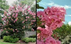 Sioux Pink Crape Myrtle - 1 Gallon Pot -Herbers Zone Picture Crape Myrtle Sioux Blooms 2