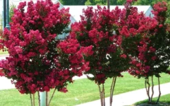 Tonto Red Crape Myrtle - 7 Gallon Pot (3-4') 11 Tonto Red Crape Myrtle - 7 Gallon Pot (3-4') -Herbers Zone Picture Crape Myrtle Tonto 2 2