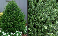 Pyramidal Compacta Japanese Holly - 3 Gallon Pot -Herbers Zone Picture Holly Compacta Pyramidal 1