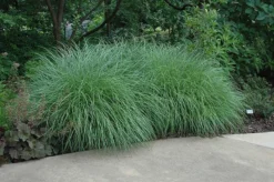 Little Kitten Dwarf Maiden Grass - Miscanthus Sinensis - 6 Pack Of 1 Gallon Pots -Herbers Zone Picture Little Kitten Maiden Grass 2