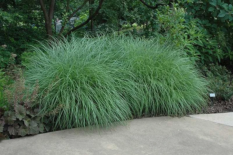 Little Kitten Dwarf Maiden Grass - Miscanthus Sinensis - 2 Gallon Pot 5 Little Kitten Dwarf Maiden Grass - Miscanthus Sinensis - 2 Gallon Pot - Image 5