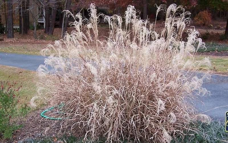 Little Zebra Grass - Miscanthus - 6 Pack Of 1 Gallon Pots 6 Little Zebra Grass - Miscanthus - 6 Pack Of 1 Gallon Pots - Image 6