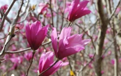 Ann Magnolia Tulip Tree - 5 Gallon Pot -Herbers Zone Picture Magnolia Ann 1