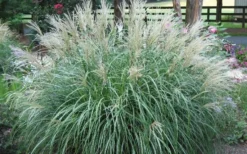 Adagio Dwarf Maiden Grass (Miscanthus Sinensis) - 6-Pack Of 1 Gallon Pots -Herbers Zone Picture Maiden Grass Adagio Dwarf