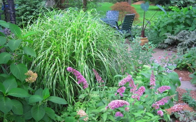 Little Zebra Grass - Miscanthus - 6 Pack Of 1 Gallon Pots 4 Little Zebra Grass - Miscanthus - 6 Pack Of 1 Gallon Pots - Image 4